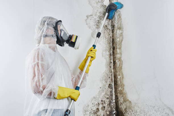 Best Commercial Mold Removal  in Healdsburg, CA