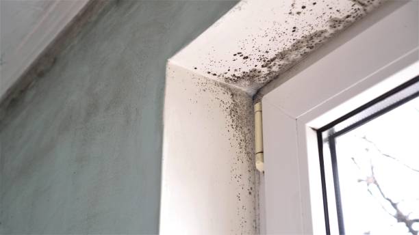 Best Certified Mold Removal  in Healdsburg, CA