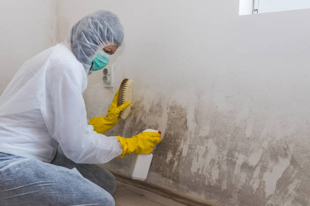 Best Mold Cleaning Services  in Healdsburg, CA