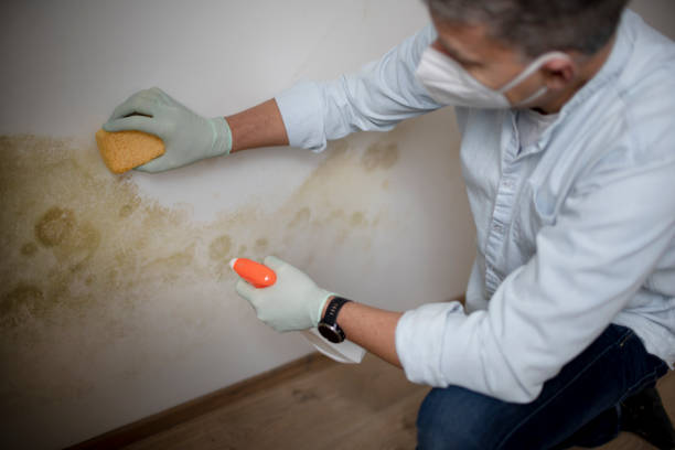 Office Mold Removal Services in Healdsburg, CA