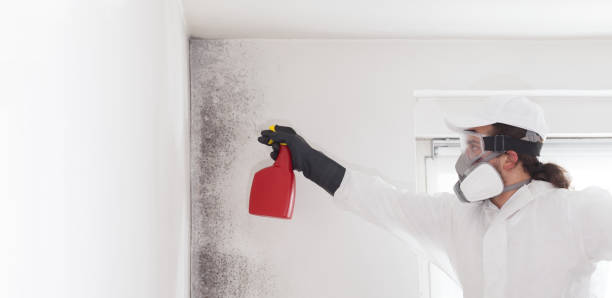 Best Mold Inspection  in Healdsburg, CA