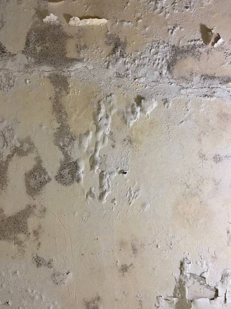 Best Same-Day Mold Removal  in Healdsburg, CA