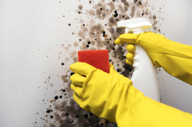 Best Mold Remediation Services  in Healdsburg, CA