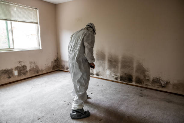 Office Mold Removal Services in Healdsburg, CA
