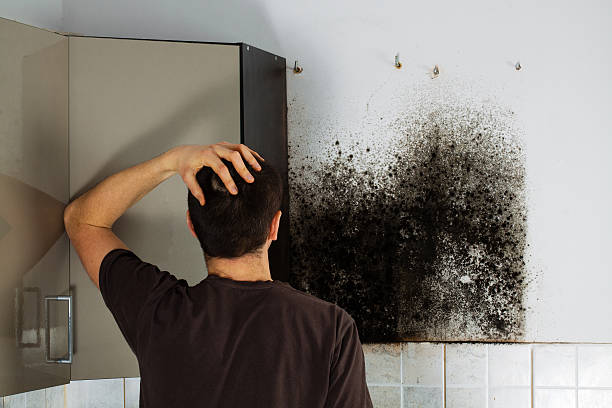 Best Mold Damage Repair  in Healdsburg, CA